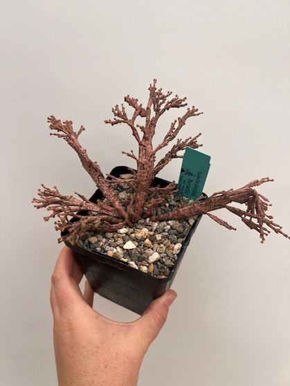 Euphorbia platyclada 5" Pot