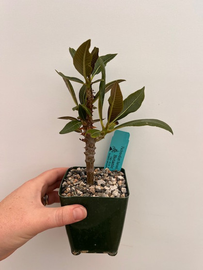 Pachypodium baronii 3.5" Pot B
