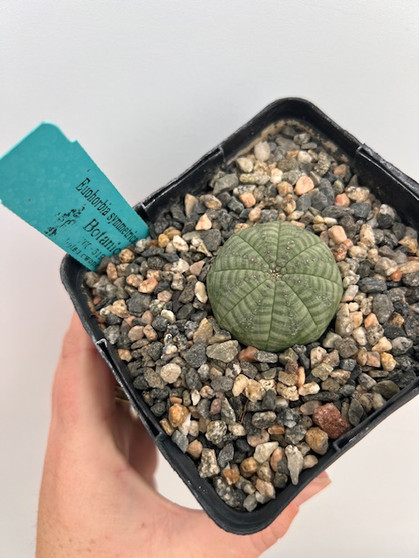 Euphorbia symmetrica 5" Pot 