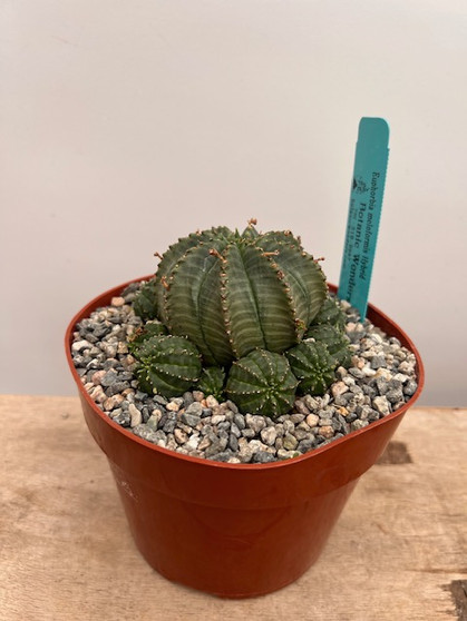 Euphorbia meloformis hybrid 6" Pot 