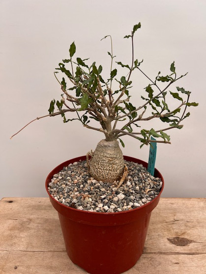 Fockea crispa 8" Pot 