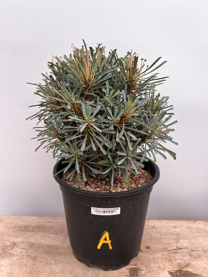 Euphorbia multifolia 1 Gallon Pot A