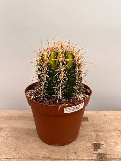 Thelocactus bicolor variegata 6" Pot