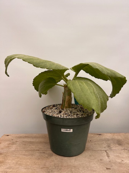 Cyphostemma currorii 10" Pot