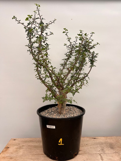 Bursera fagaroides 3 Gallon Pot 1