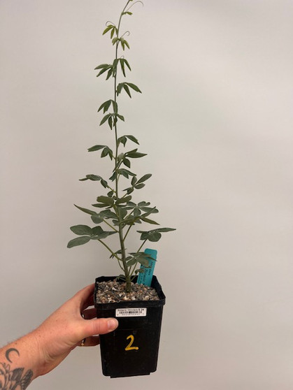 Adenia glauca 5" Pot 2