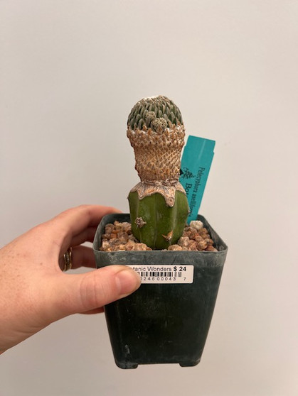 Pelecyphora aselliformis 3.5" Pot 