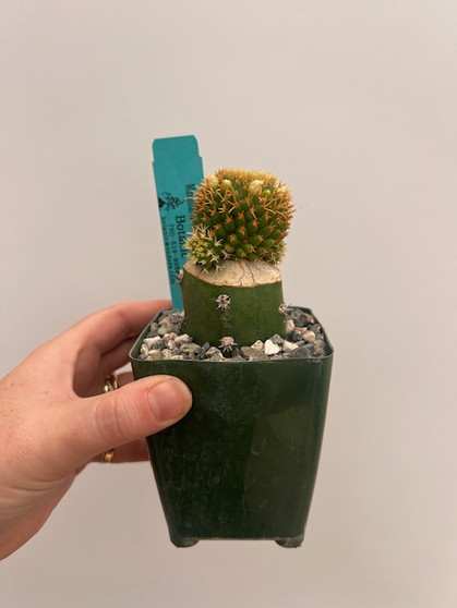 Mammillaria camptotricha 'Bru' 3.5" Pot 