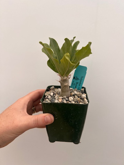 Pachypodium lealii lealii 3.5" Pot