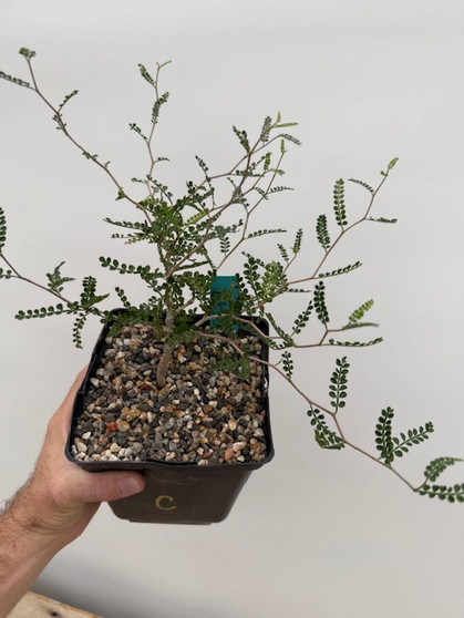 Operculicarya pachypus 6" Pot C - Seedgrown here at BW!