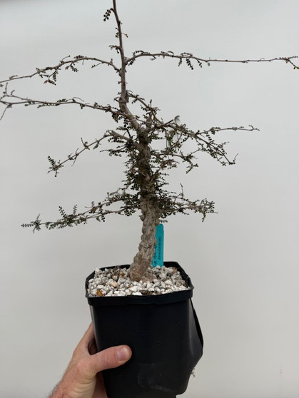 Operculicarya decaryi 6" Pot A - Seedgrown here at BW! 8-10 years old! Grown hard for bonsai!