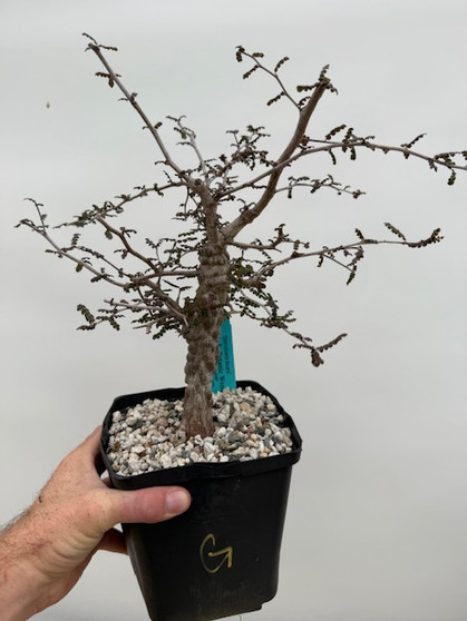  Operculicarya decaryi 6" Pot G - Seedgrown here at BW! 8-10 years old! Grown hard for bonsai!