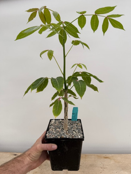 Commiphora capuronii 6" Pots - Rare Madagscar Commiphora with thick trunk and pink coloration!