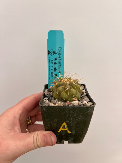 Copiapoa haseltoniana 2" pot A
