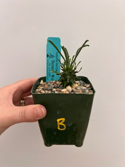 Euphorbia fasciculata 3.5" Pot B
