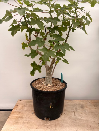 Uncarina decaryi 5 Gallon Pot B