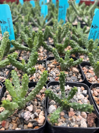 Euphorbia inermis 2" Pots - WS