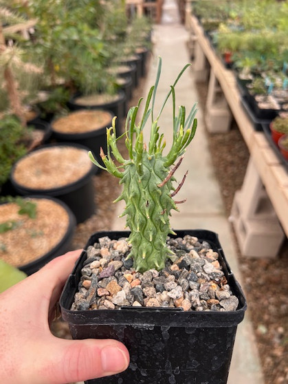Euphorbia schoenlandii 5" Pots - WS