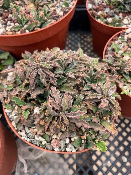 Euphorbia decaryi var. decaryi 6" Pots - WS