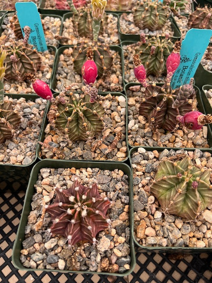 Gymnocalycium mihanovichii 3.5" Pots - WS