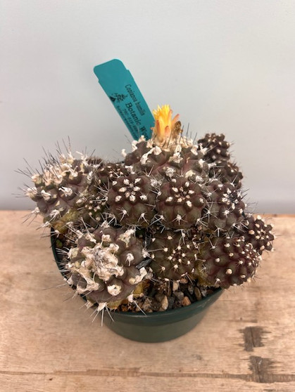 Copiapoa humulis 6" Pot