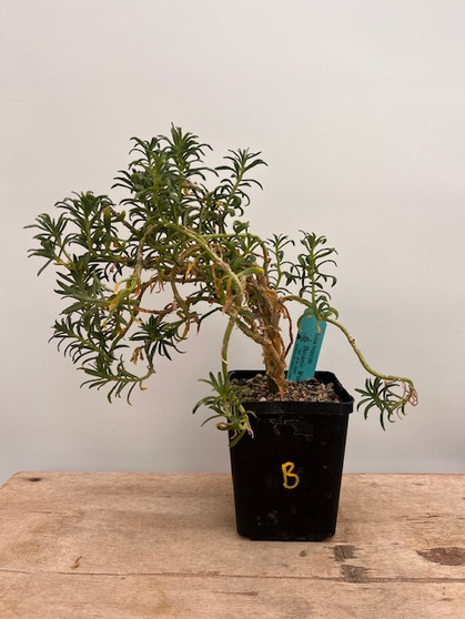 Sedum frutescens 5" Pot B