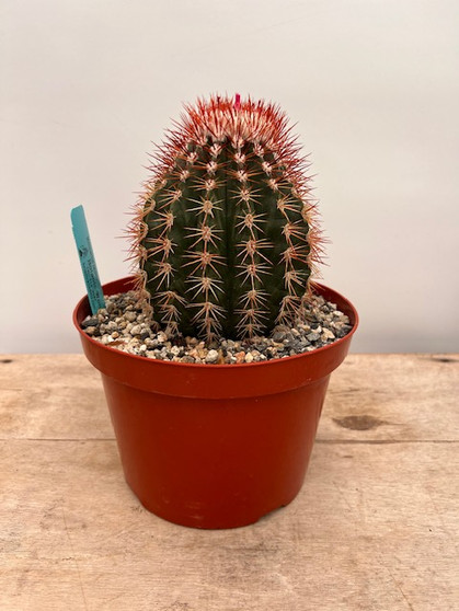 Melocactus aguirre 8" Pot