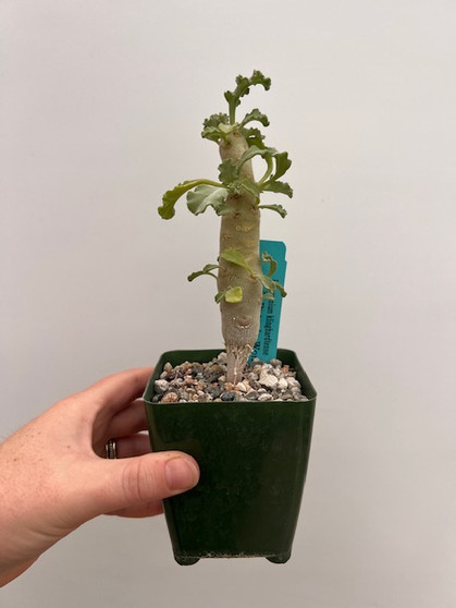 Pelargonium klinghardtense 3.5" Pot