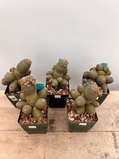 Rebutia heliosa 3.5" Pots - Grafted
