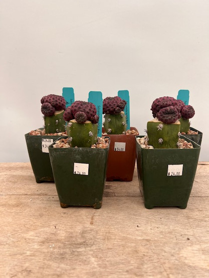 Rebutia rauschii Mars 3.5" Pots - Grafted