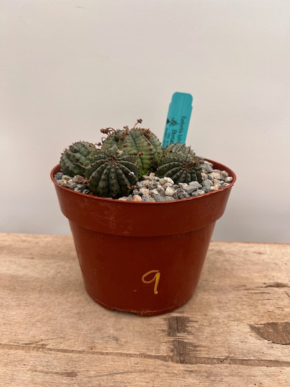 Euphorbia hybrid 6" Pot 9