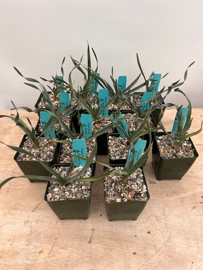 Boophone disticha 3.5" Pots