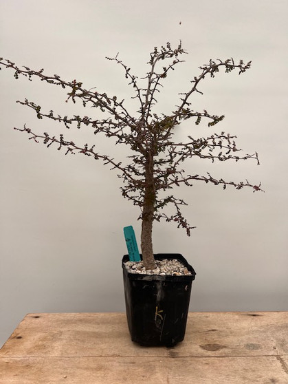 Operculicarya decaryi 6" Pot K