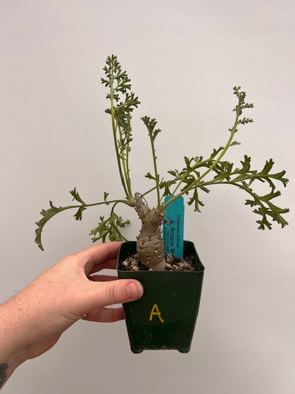 Pelegonium carnosum 3.5" Pot A