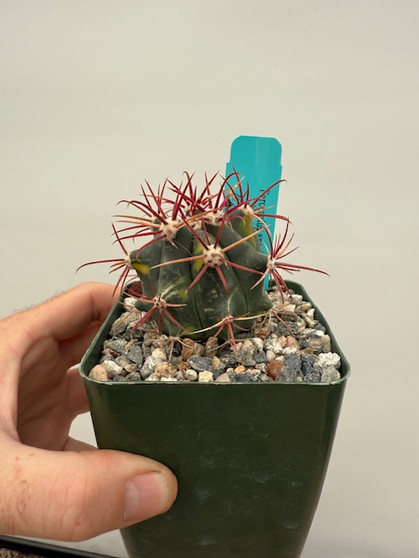 Ferocactus sp. 3.5" Pot - Variegated seedling!