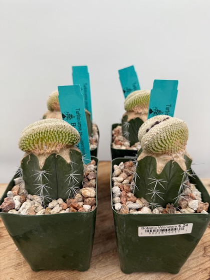 Turbinicarpus pseudopectinatus CREST 3.5" Pot - Grafted! 4 Plants available!