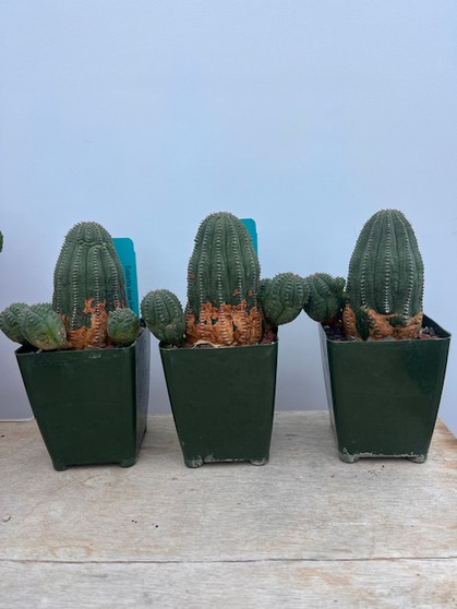 Euphorbia obesa hybrid 3.5" Pots - Old stock plants! 5 available!