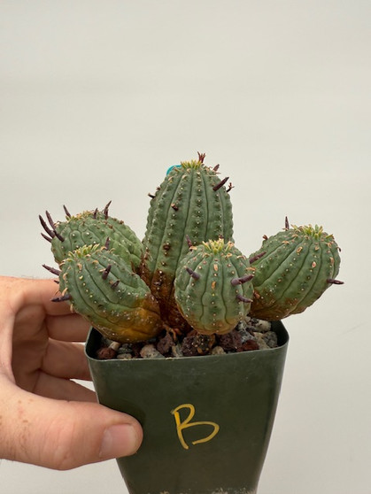 Euphorbia stellispina 3.5" Pot B - Super overgrown clones from a plant originally sourced from the Huntington BG ISI Program!