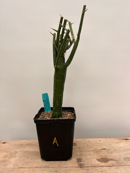 Adenia globosa x venenata 6" Pot A