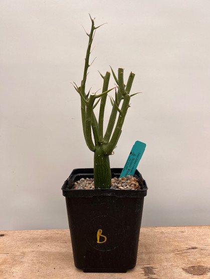 Adenia globosa x venenata 6" Pot B