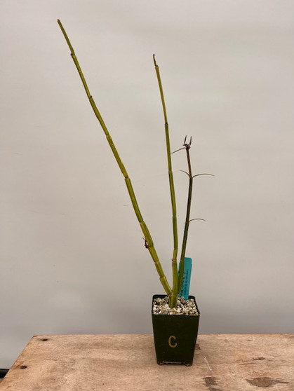 Ceropoegia fuscha variegata 3.5" Pot C