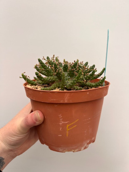 Euphorbia "Medusoid Hybrid" 6" Pot F