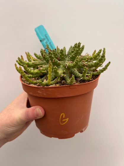 Euphorbia "Medusoid Hybrid" 6" Pot G