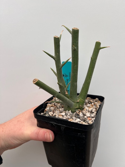 Adenia globosa x venenata 5" Pot