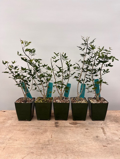 Commiphora humbertii 3.5" Pots