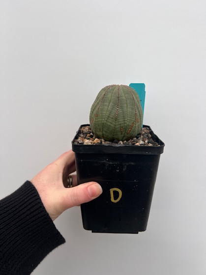 Euphorbia obesa 5" Pot D