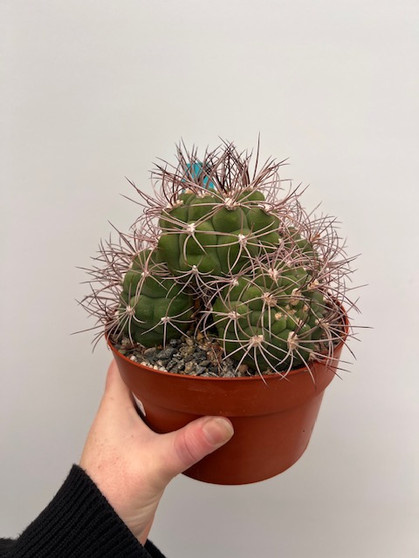 Gymnocalycium saglione 6" Pot