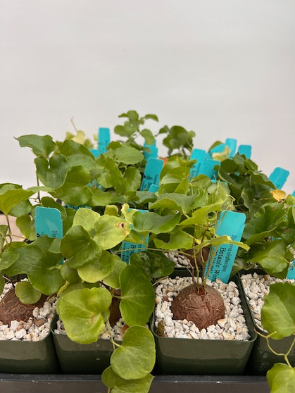 Dioscorea elephantipes 3.5" Pots