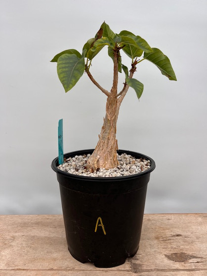 Ficus palmeri 1 Gallon Pot A - Hard Grown Specimen!