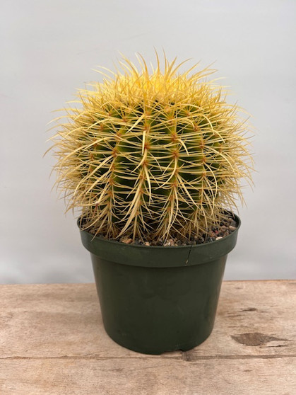 Echinocereus grusonii brevispinus 8" Pot